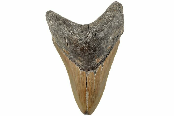 3.70" Fossil Megalodon Tooth - North Carolina